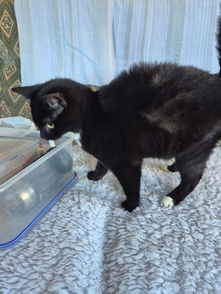 Kittens for sale