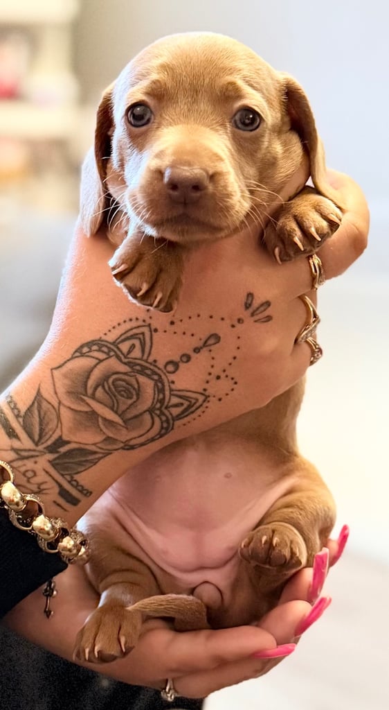 KC Miniature Daschund 1 Girl Available 