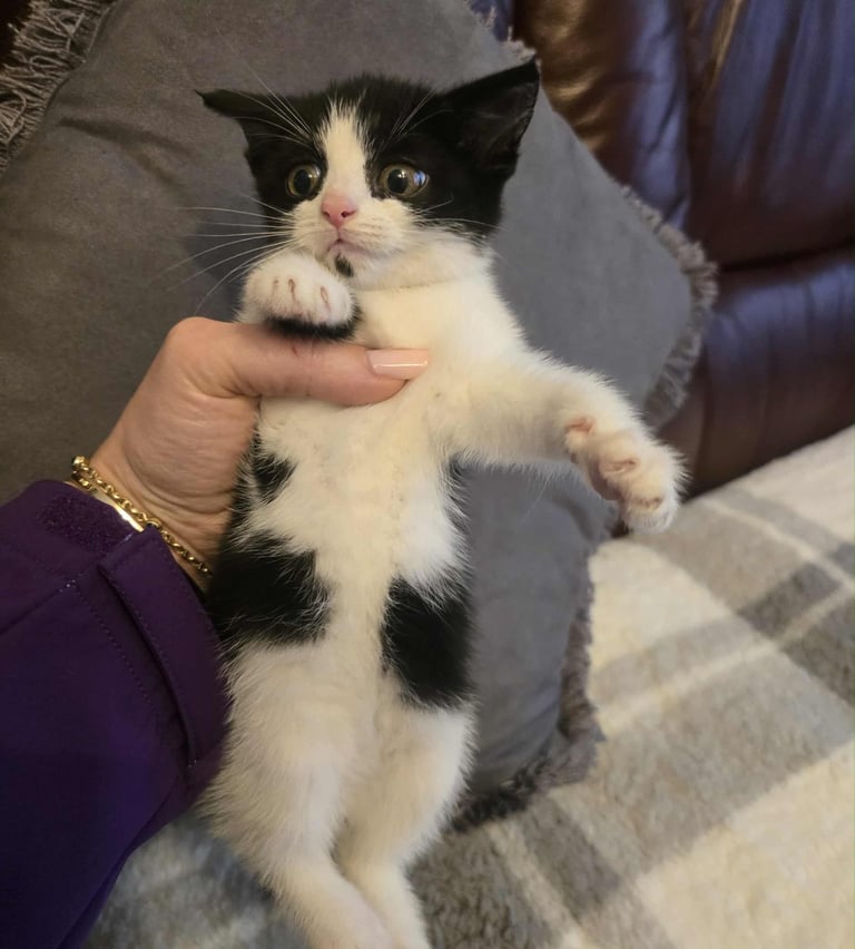 Adorable kitten tuxedo