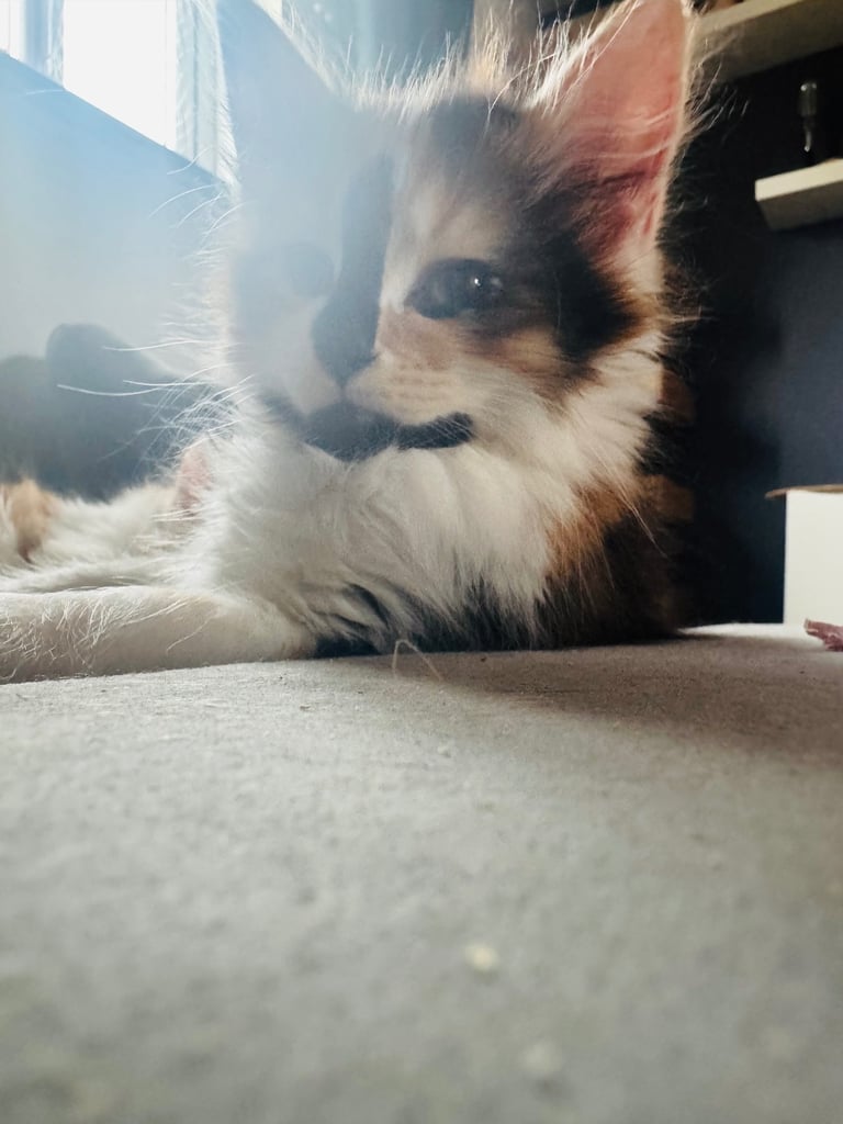 🐾 Adorable Maine Coon Mix Kittens – Ready for Their New Homes! 🐾