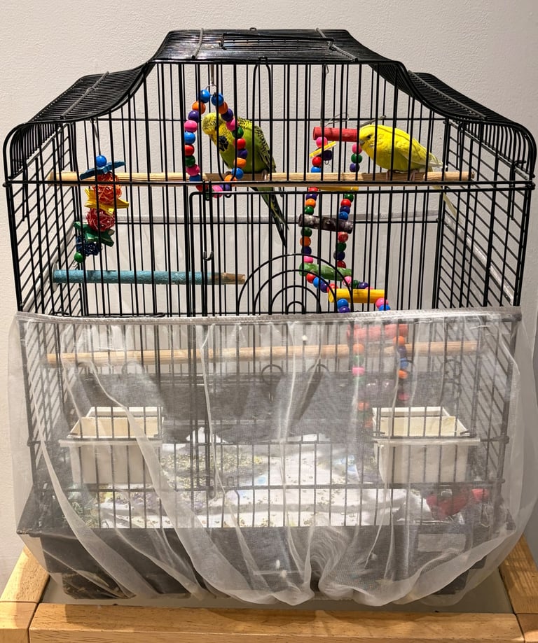 2 budgies with cage and toys for sale
