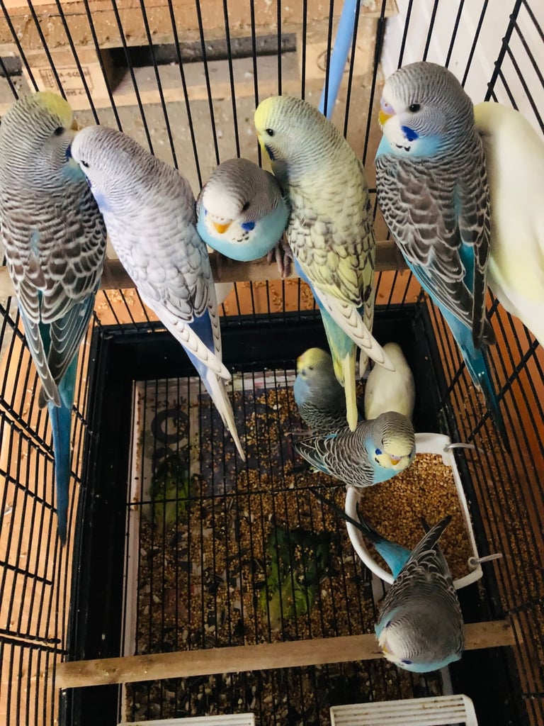 Beautiful colour’s Baby Budgies and other birds 