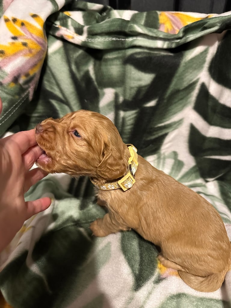 Cocker spaniel puppies for sale