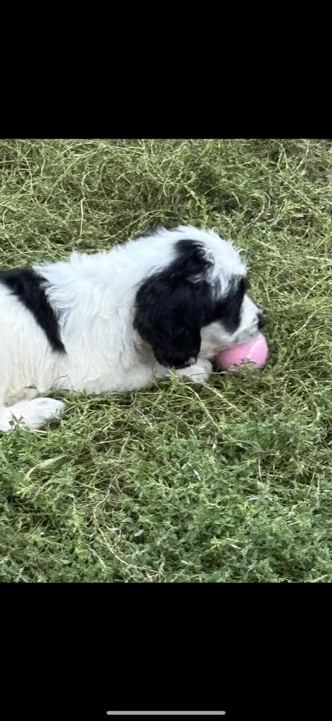 Cockapoo x 