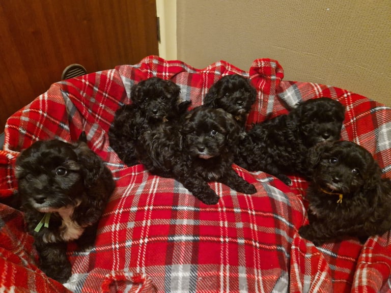 6 ADORABLE Teddy Shihpoos 