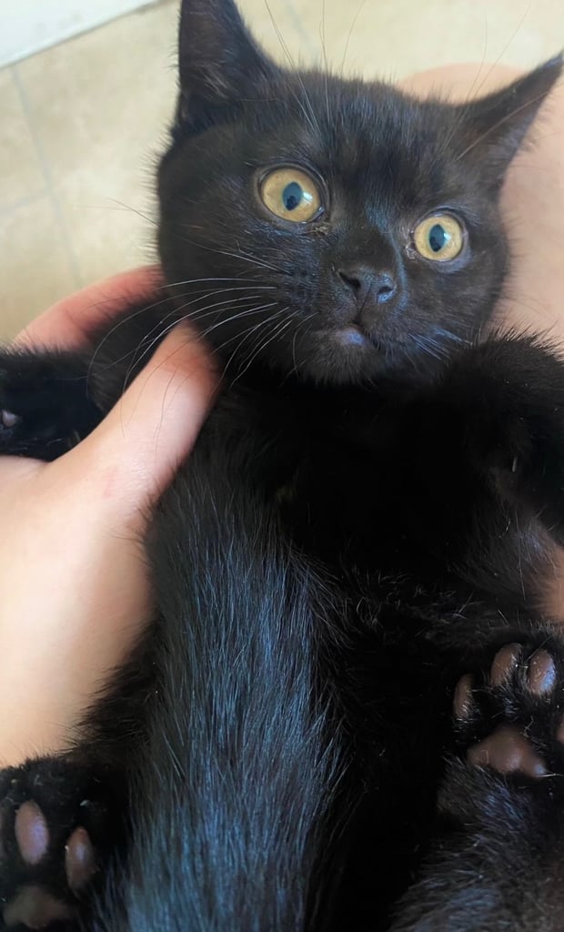 GCCF championship line black British shorthair boy 