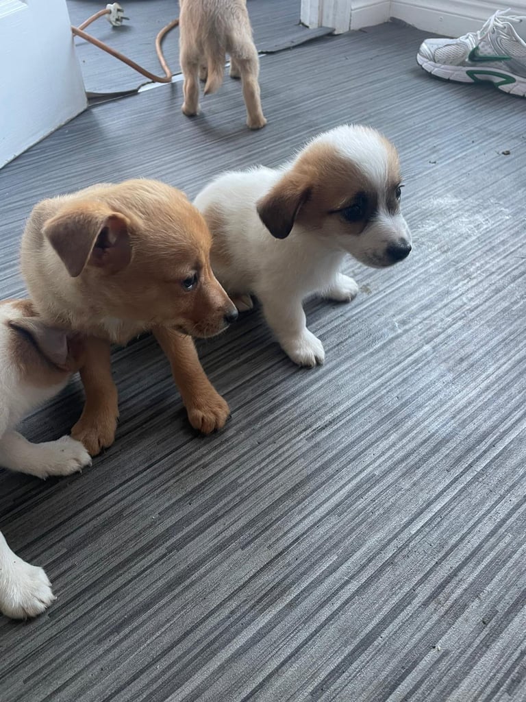Jack x chihuahua puppies 