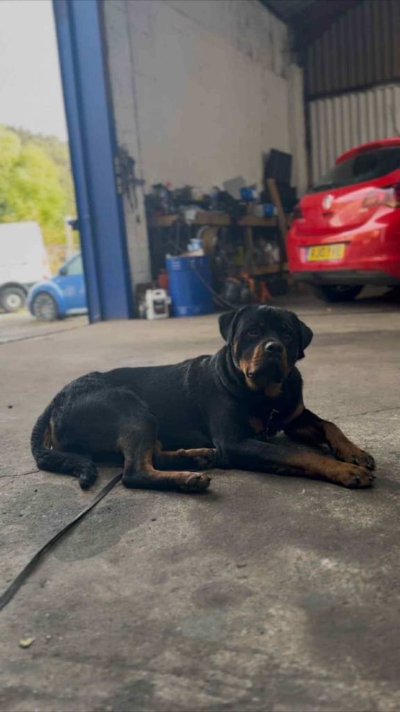 Rottweiler  pup 