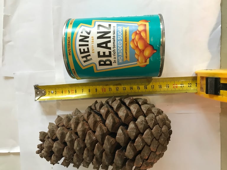 Giant Fir Cones
