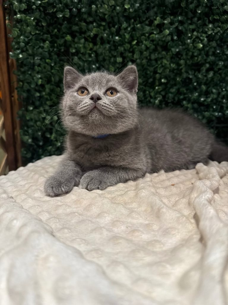 💕British Shorthair Blue Kittens💕
