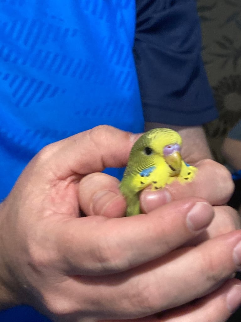 Baby budgies 8 week old 