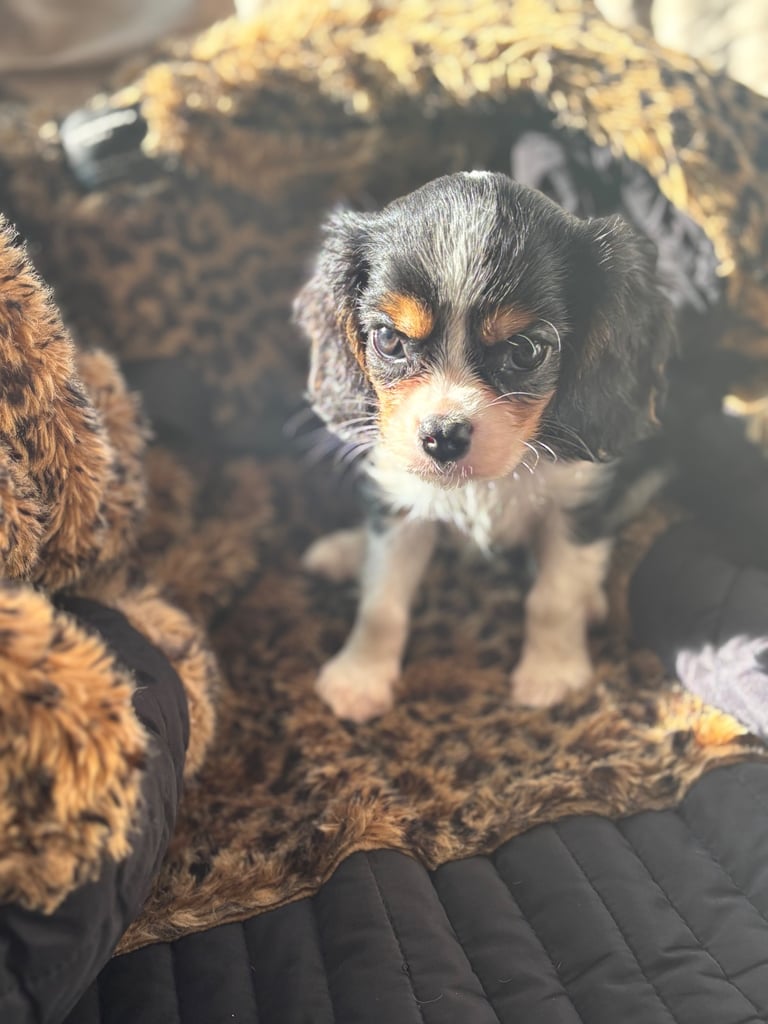 Cavalier King Charles 