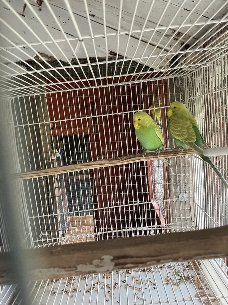 image for Baby Budgies.