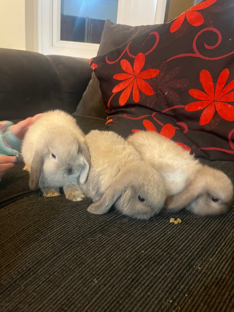 Mini lop Bunny Rabbits