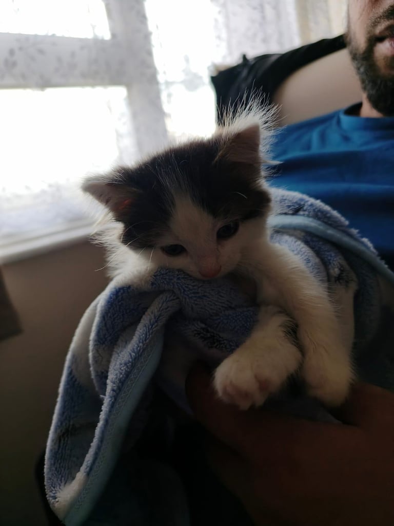 8 week kitten comes with everything 