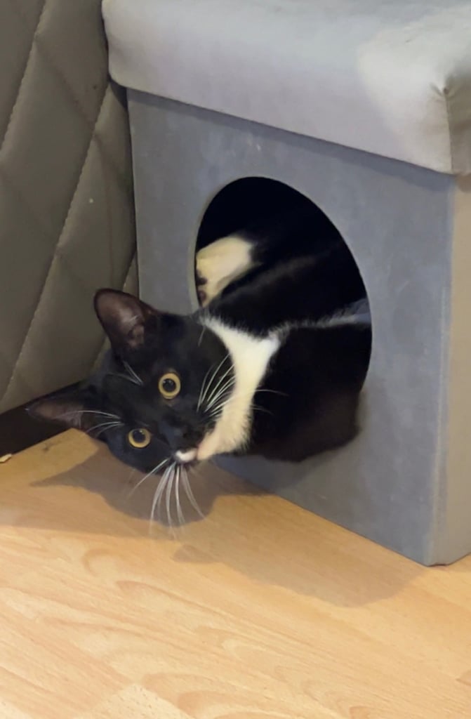 3yr old ‘Ross’ cat for rehoming 