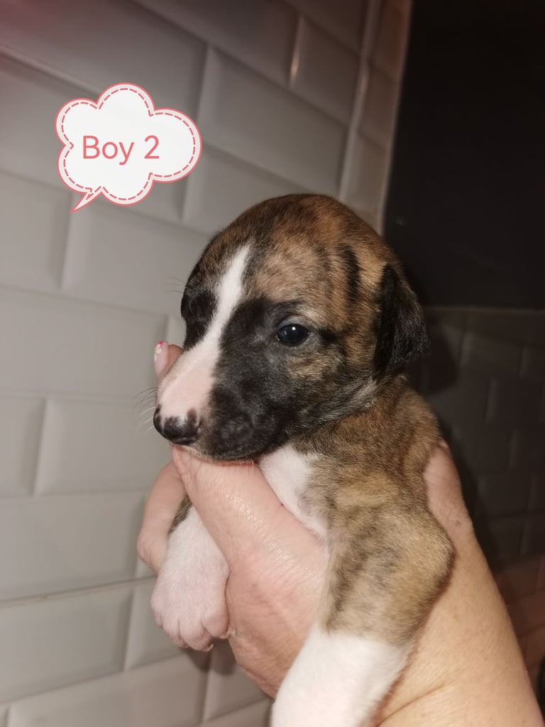 Lovely petite whippets for sale 