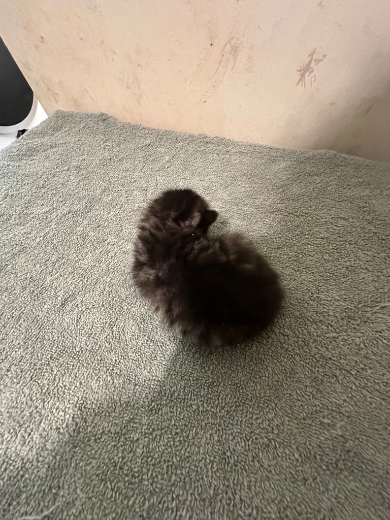 4 Gorgeous fluffy part ragdoll kittens 🐱