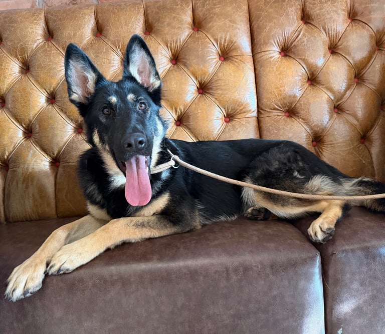 18 month old GSD