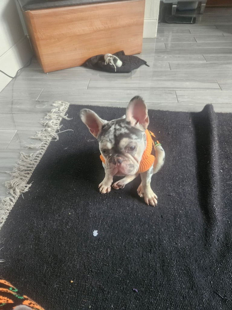 French bulldog puppy