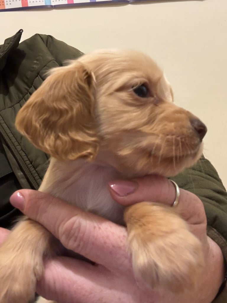 KC Cocker Spaniel Pups - ready to go sunday