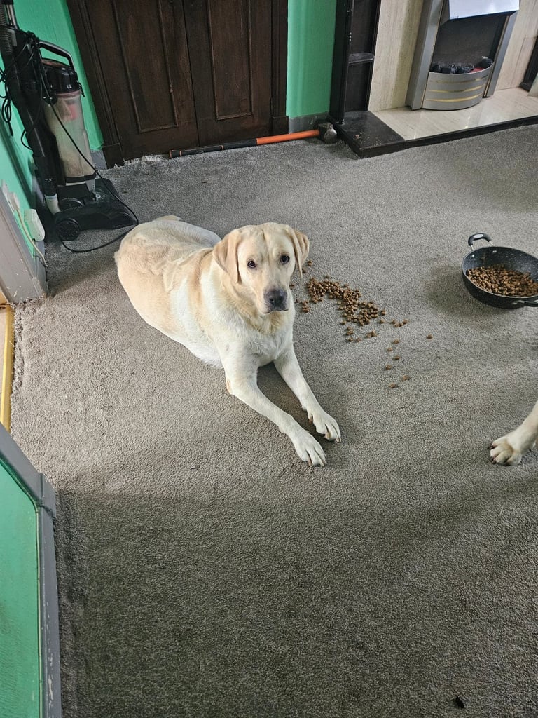 labrador puppies 