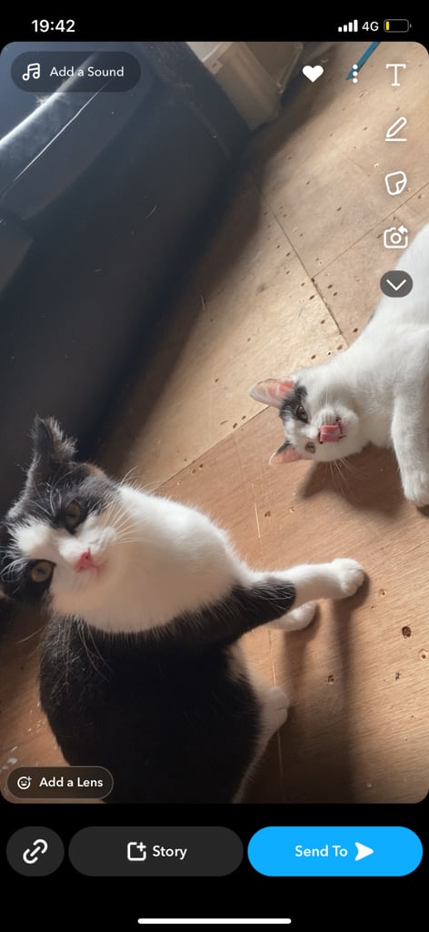 3 beautiful cats 