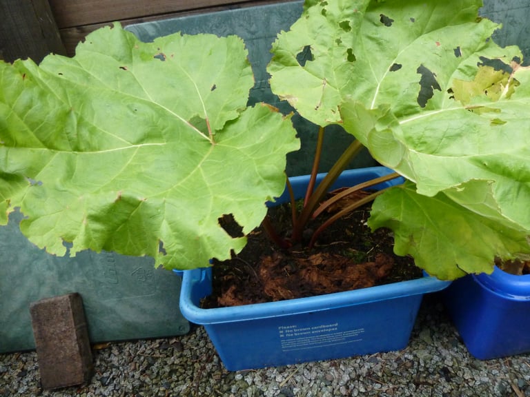 Rhubarb plants - ready for planting out- end of season sale =£5.00