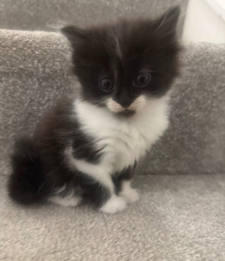 4 beautiful kittens ready to leave 