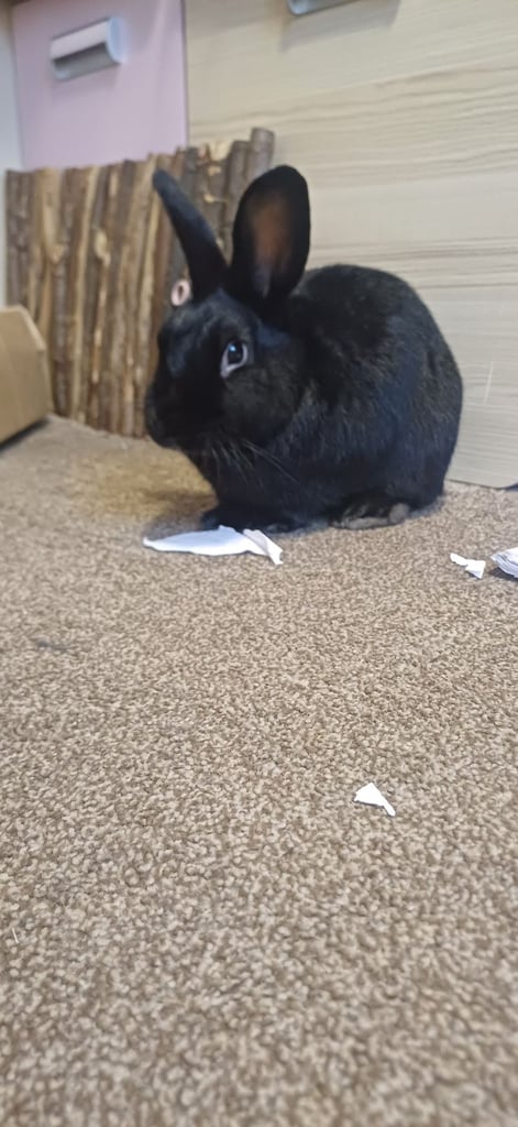 Pending collection-Netherlands dwarf rabbit