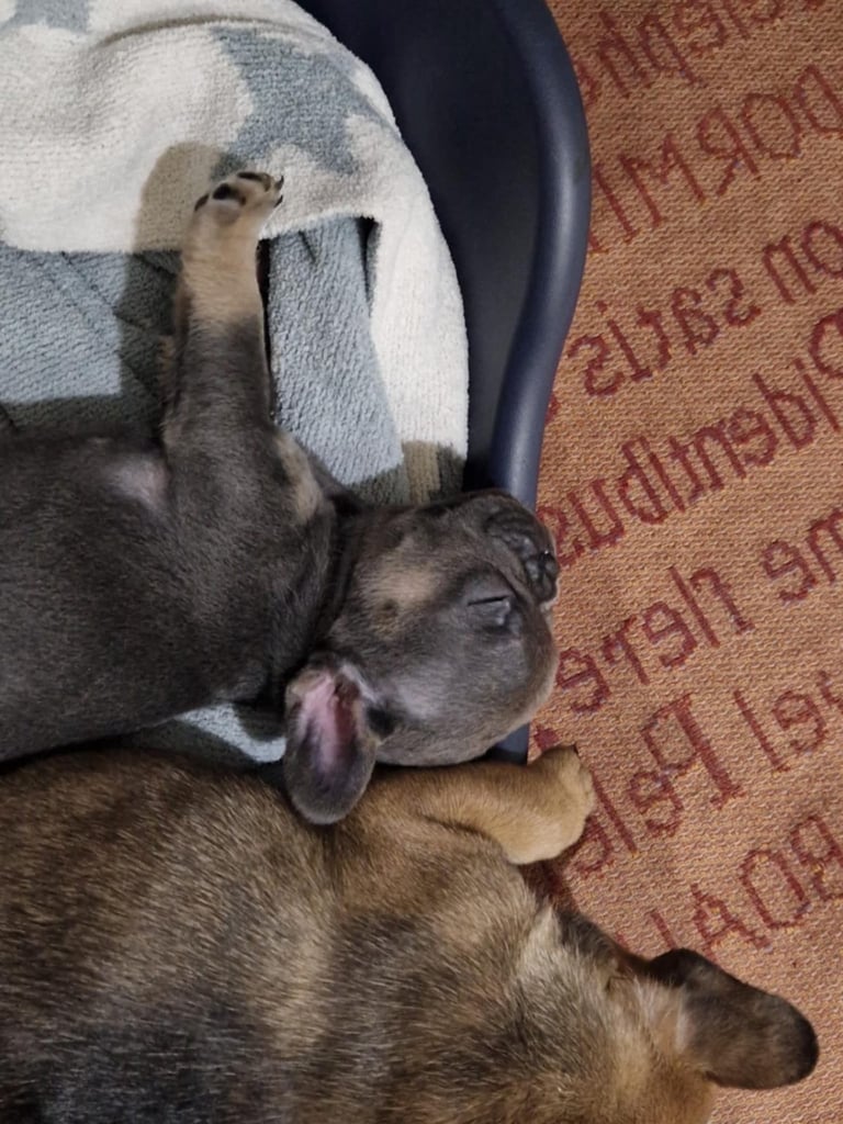 Full pedigree French bulldog puppies