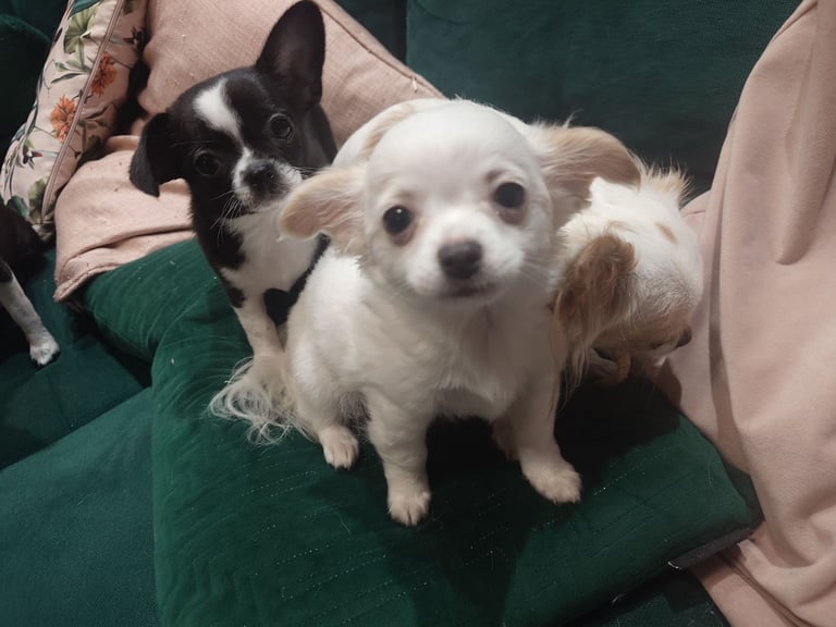 🐾 Two Adorable Male Chihuahua Puppies Ready for Their Forever Homes! 🐾