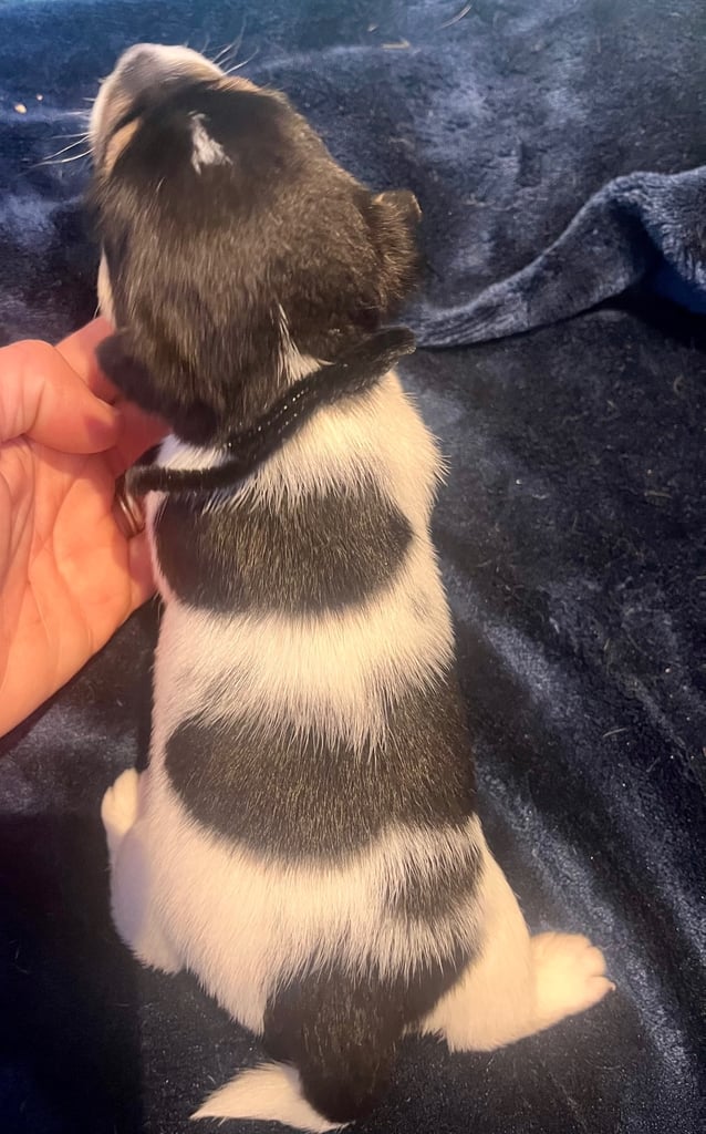 First litter of 7 Jack Russel puppies