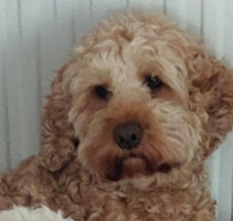 *Final two Cockapoo Puppies for Sale | Ready to take home now!