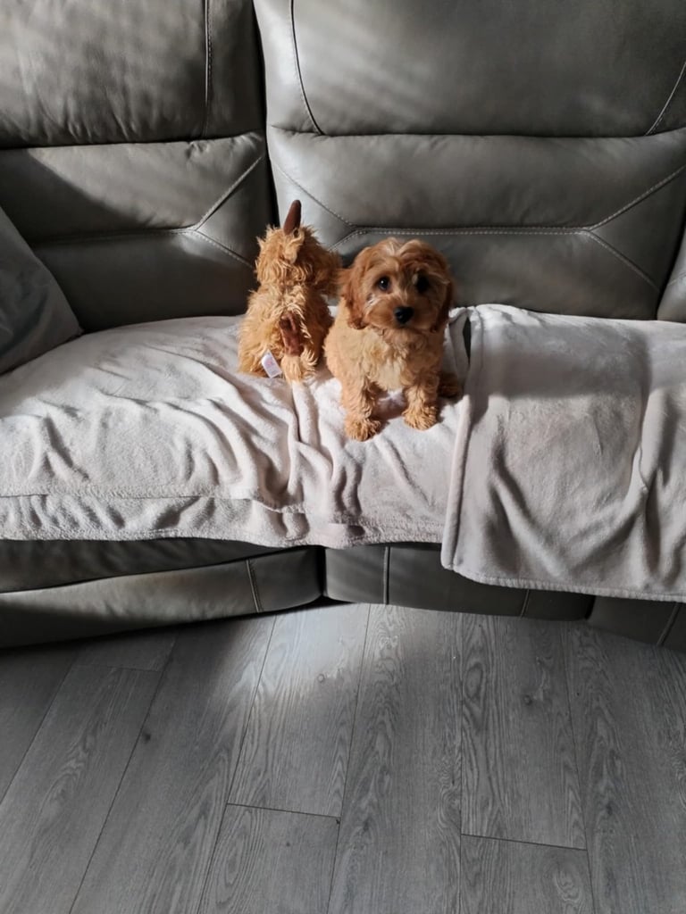 Cavapoos 