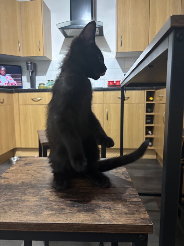 Maine Coon Cross kitten