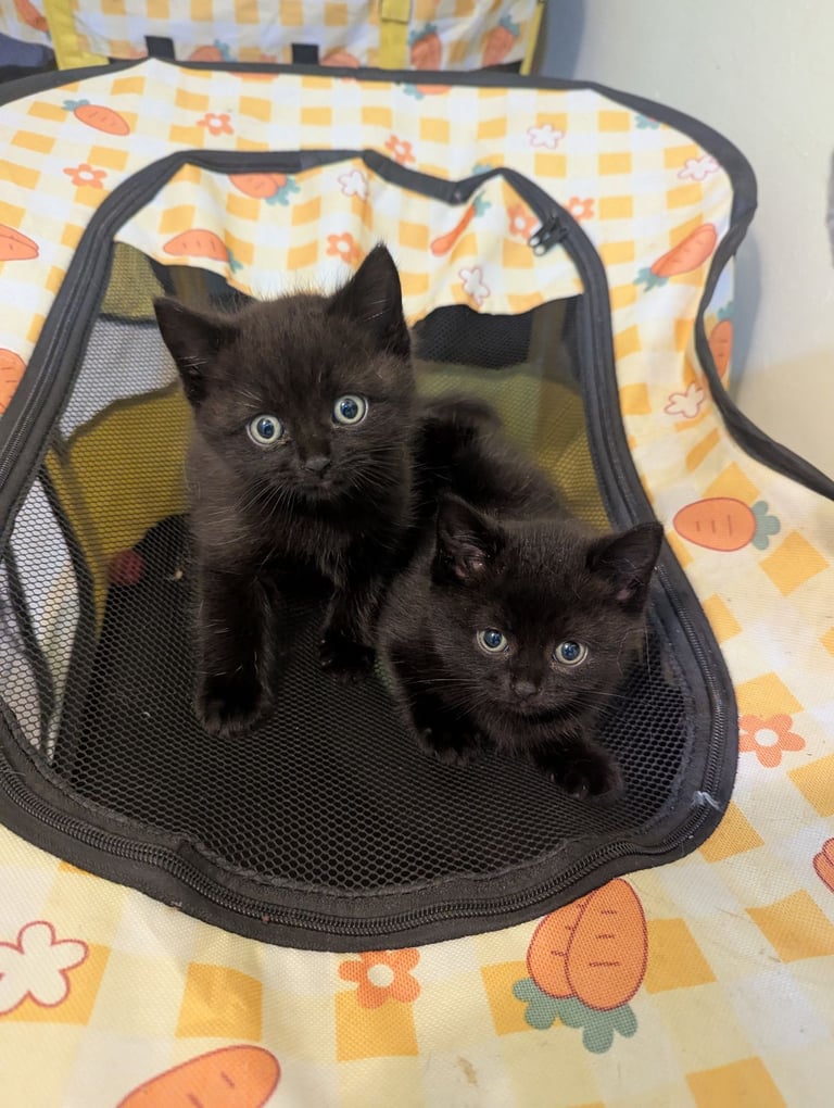 Chocolate BSH Kitten – Ready Now,!
