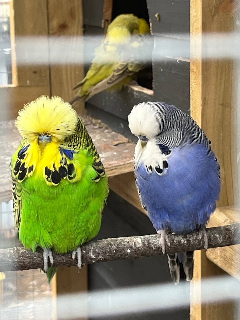 Budgies
