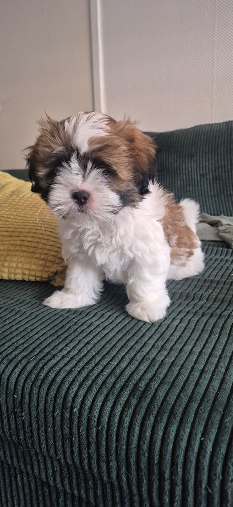 Lhasa apso