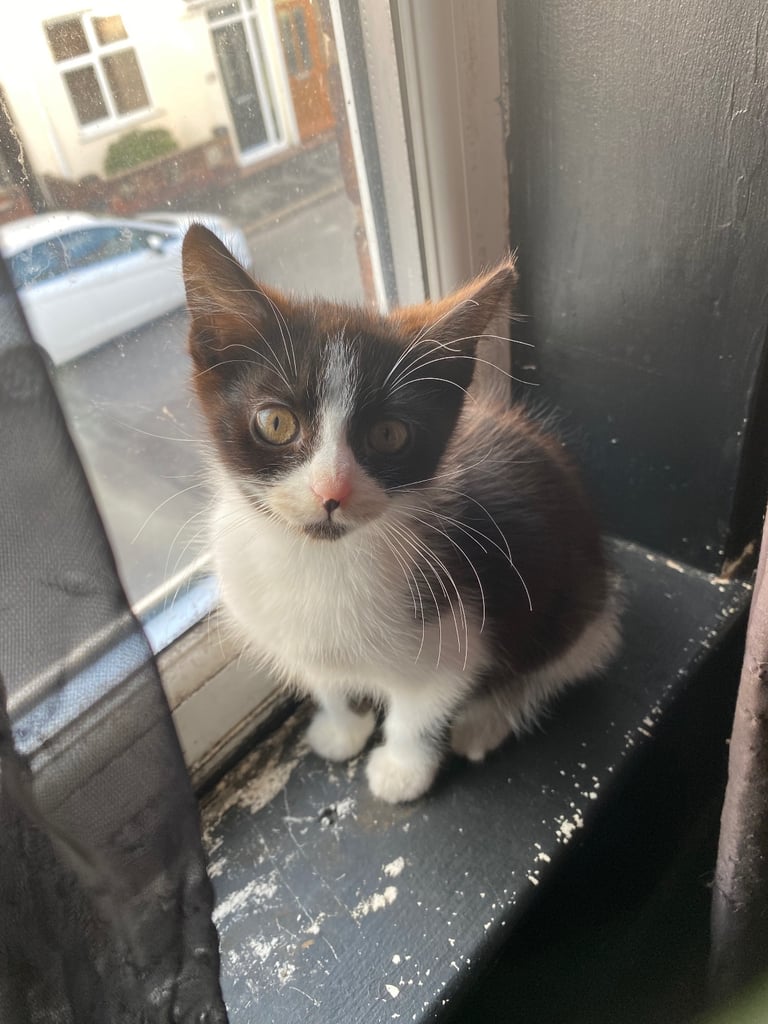 3 Kittens For Sale READY TO GO - Nuneaton 