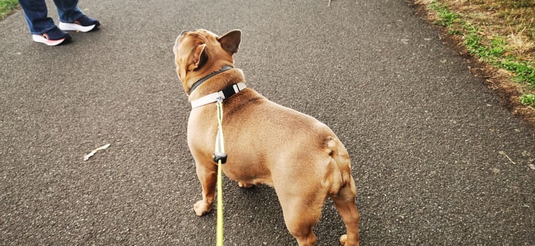 French Bulldog
