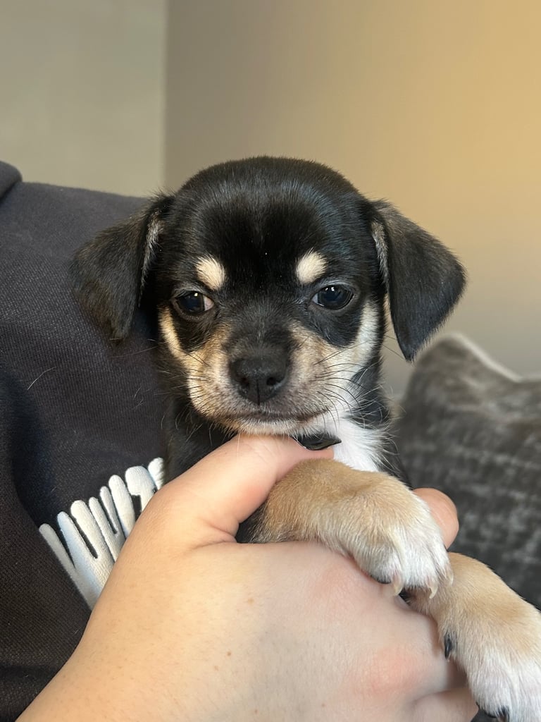 image for Chihuahua pups 