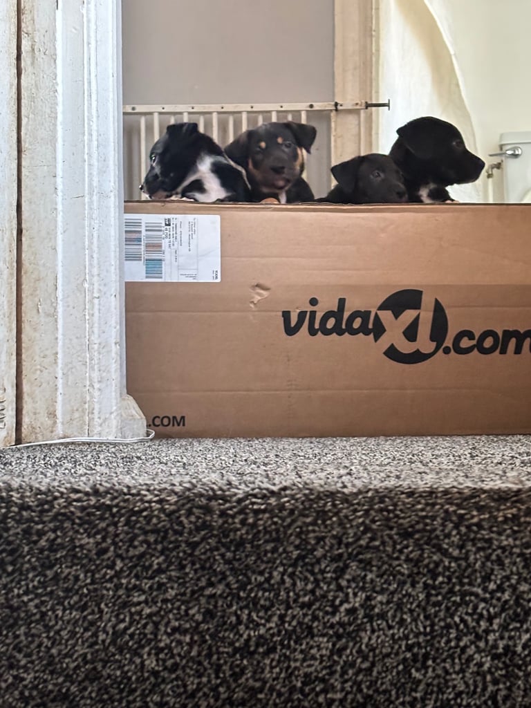 Puppies 