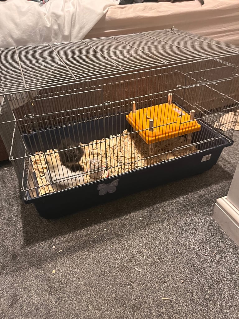 image for silkie chickens
