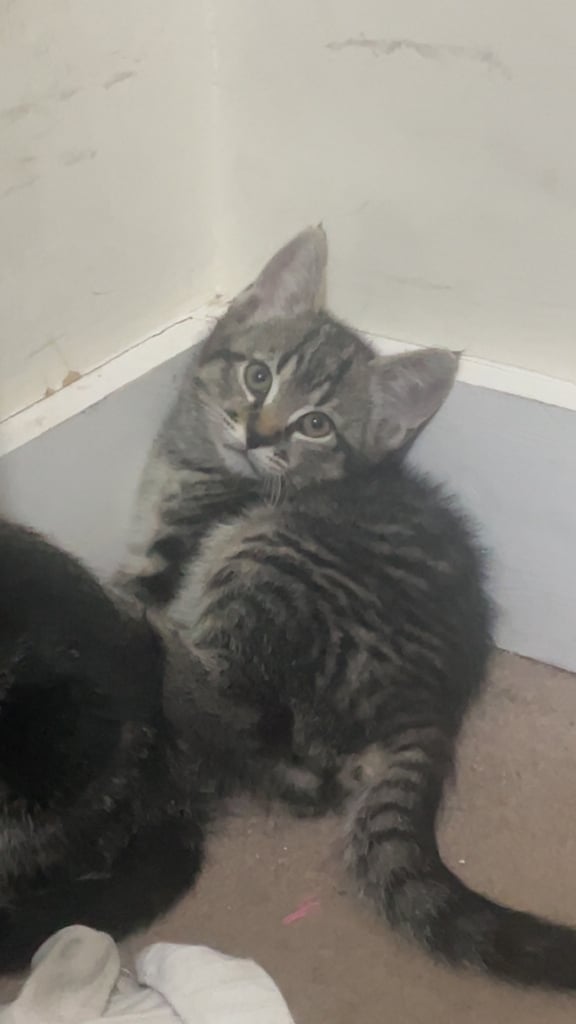 image for 6 kittens for sale