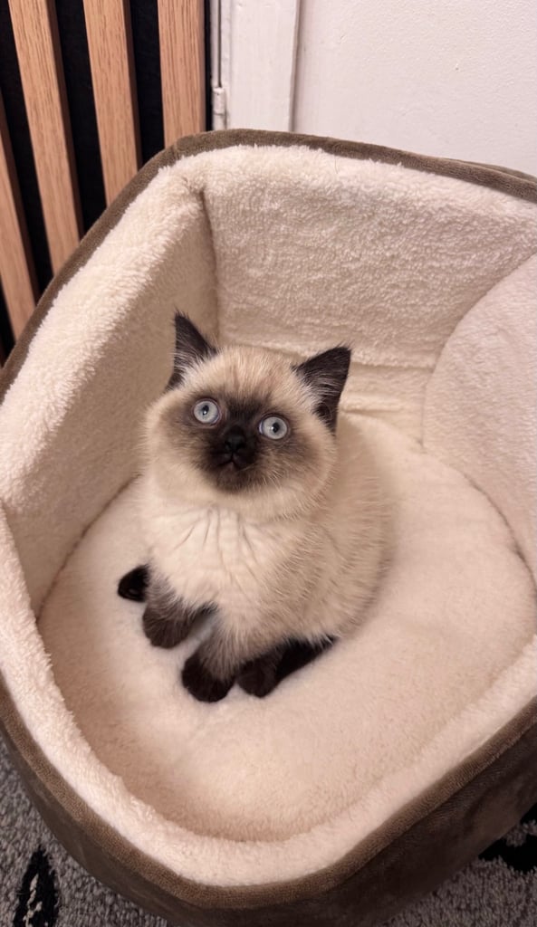 British Short Hair Kitten