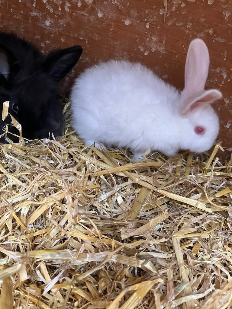 Baby rabbits for sale