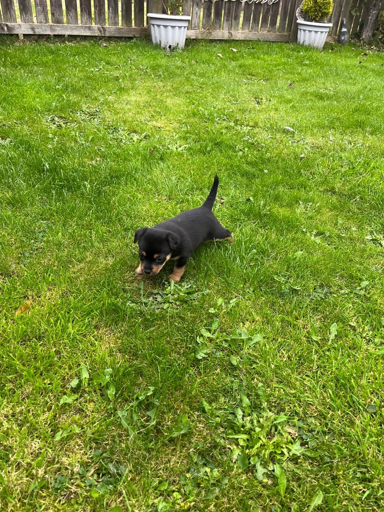image for Chihuahua JRT cross 