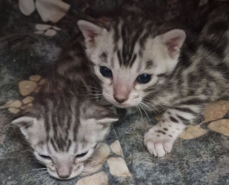 Silver bengals 