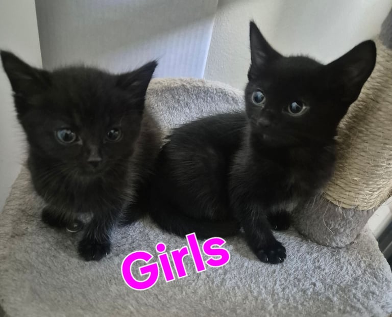 Beautiful Kittens Ready for Forever Home 